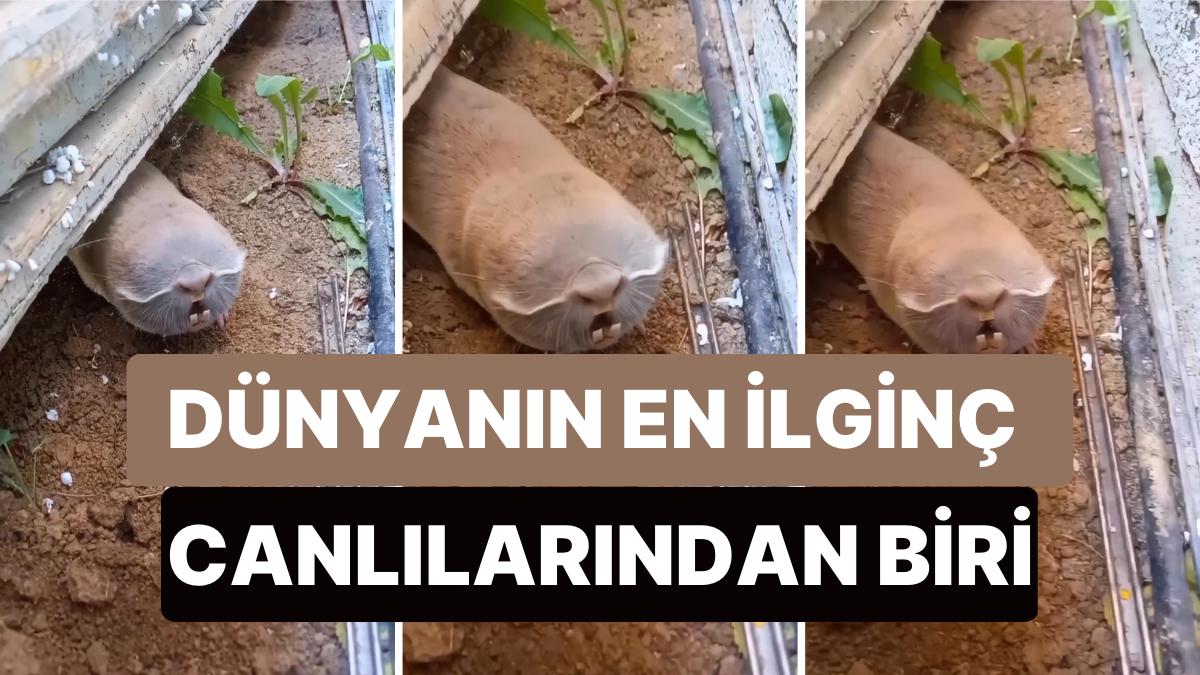 Bahçesinde Dünyanın En Farklı Hayvanlarından Biri Olan Kör Köstebekle Karşılaşan Adam