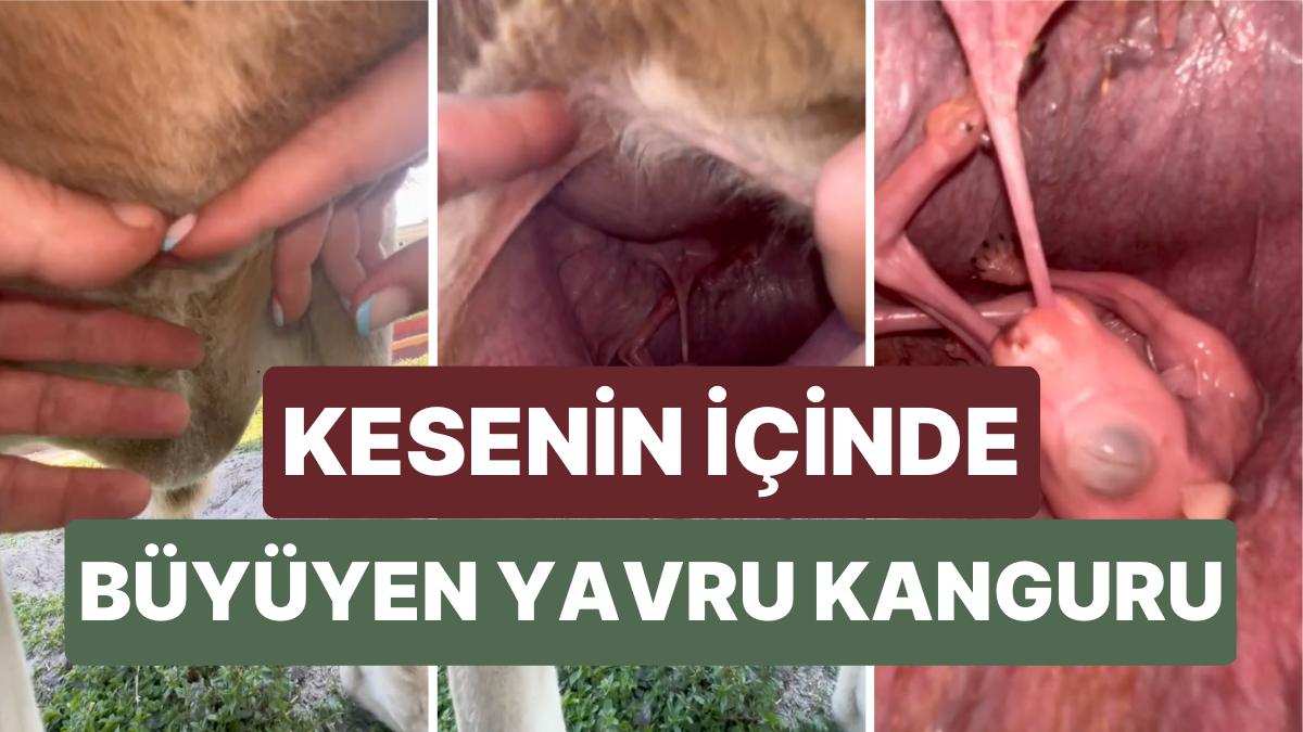 Bir Kangurunun Kesesinin İçinde Büyümekte Olan Yavrusunu Görmüş müydünüz? Bir Kangurunun Kesesinin İçinde Büyümekte Olan Yavrusunu Görmüş müydünüz?