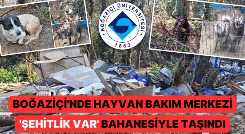 Boğaziçi'nde Gaye Artık de Hayvanlar