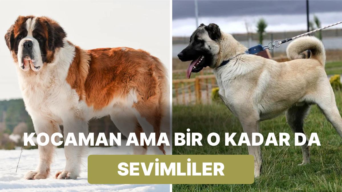 Pitbull Neden Saldırır, Saldırırsa Ne Yapılmalı?