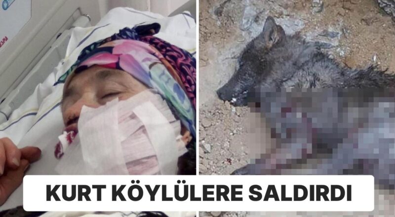 Erzurum'da Kurt Saldırısı: 4 Kişi Yaralandı, 1’nin Durumu Ağır
