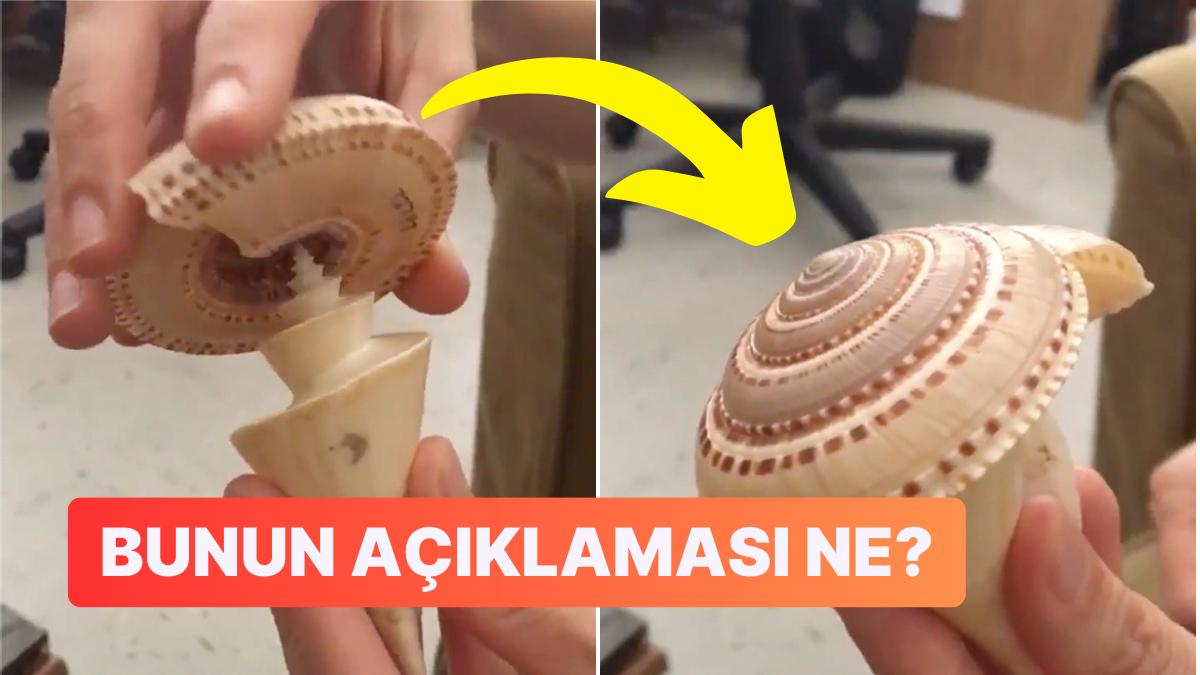 Farklı Okyanuslarda Yaşayan İki Salyangozun Kıvrımlarının Birbirine Geçtiği İmajlar Ağzınızı Açık Bırakacak