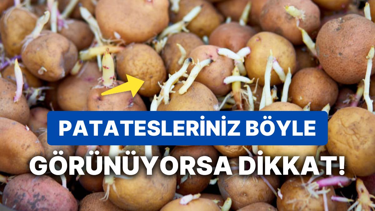 Filizlenmiş Patates Yenir mi? Yeşillenmiş Patates Yemek Sıhhate Ziyanlı mı?