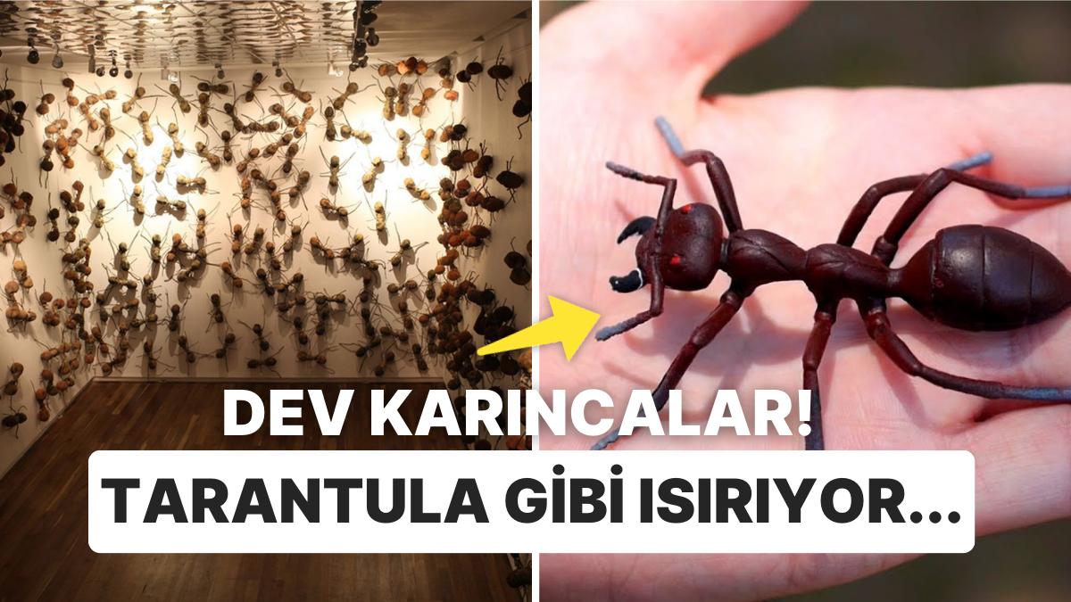Görenler Tarantula Sanıyor! Zekasıyla Kendine Hayran Bırakan Dünya'nın En Büyük Karıncası