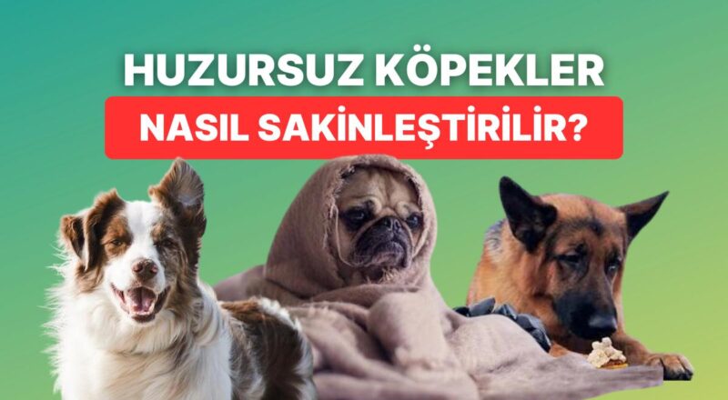 Huzursuz ve Dertli Köpekleri Sakinleştirmek İçin Kullanabileceğiniz En Tesirli Metotlar