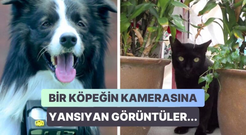 Kalp Atışlarına Nazaran Fotoğraf Çeken Bir Fotoğraf Makinesi Sayesinde Birbirinden Hoş Fotoğraflar Çeken Köpek