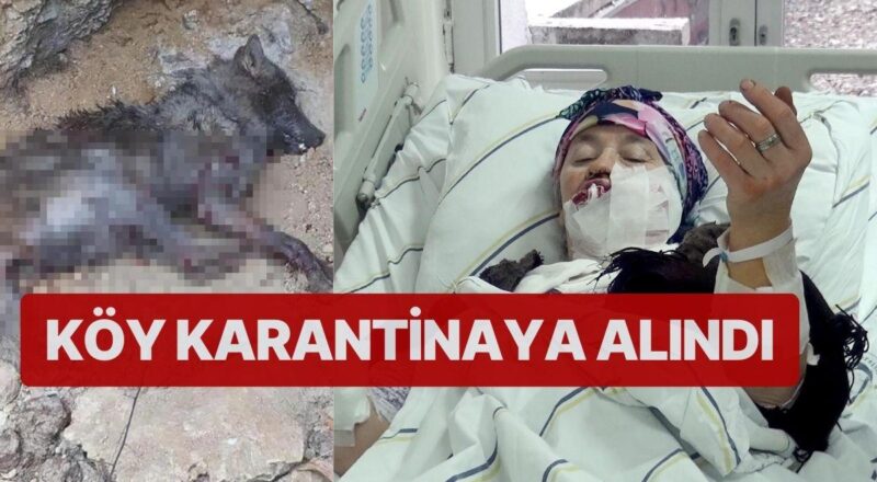 Kurt Atağında Yeni Gelişme: Kuduz Çıktı!