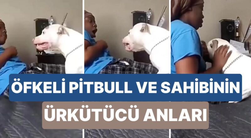 Saldırmak Üzere Olan Pitbull Cinsi Köpeğini Kaygı İçinde Sakinleştiren Bayan