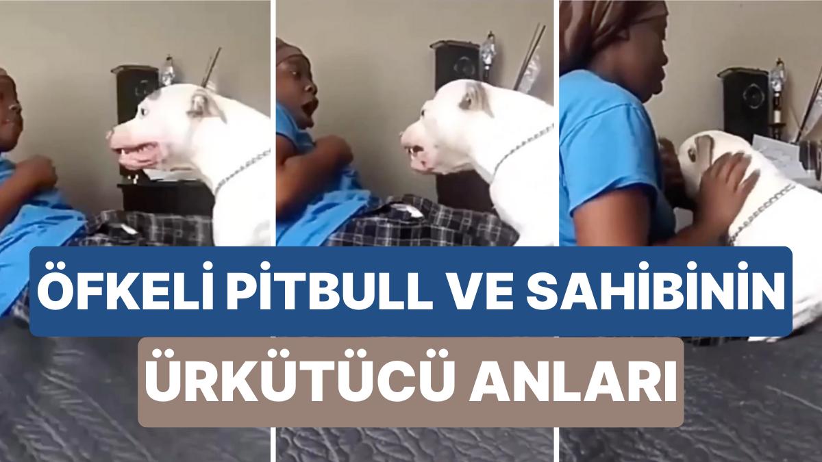 Saldırmak Üzere Olan Pitbull Cinsi Köpeğini Kaygı İçinde Sakinleştiren Bayan