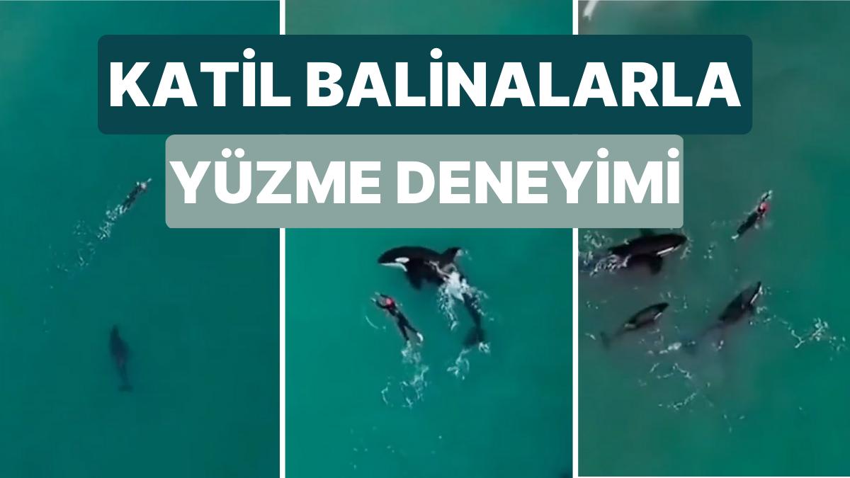 Tek Başına Yüzerken Bir Anda Kendisini Orkaların Ortasında Bulan Yüzücünün Sinema Sahnelerini Andıran İmgeleri Tek Başına Yüzerken Bir Anda Kendisini Orkaların Ortasında Bulan Yüzücünün Sinema Sahnelerini Andıran İmgeleri