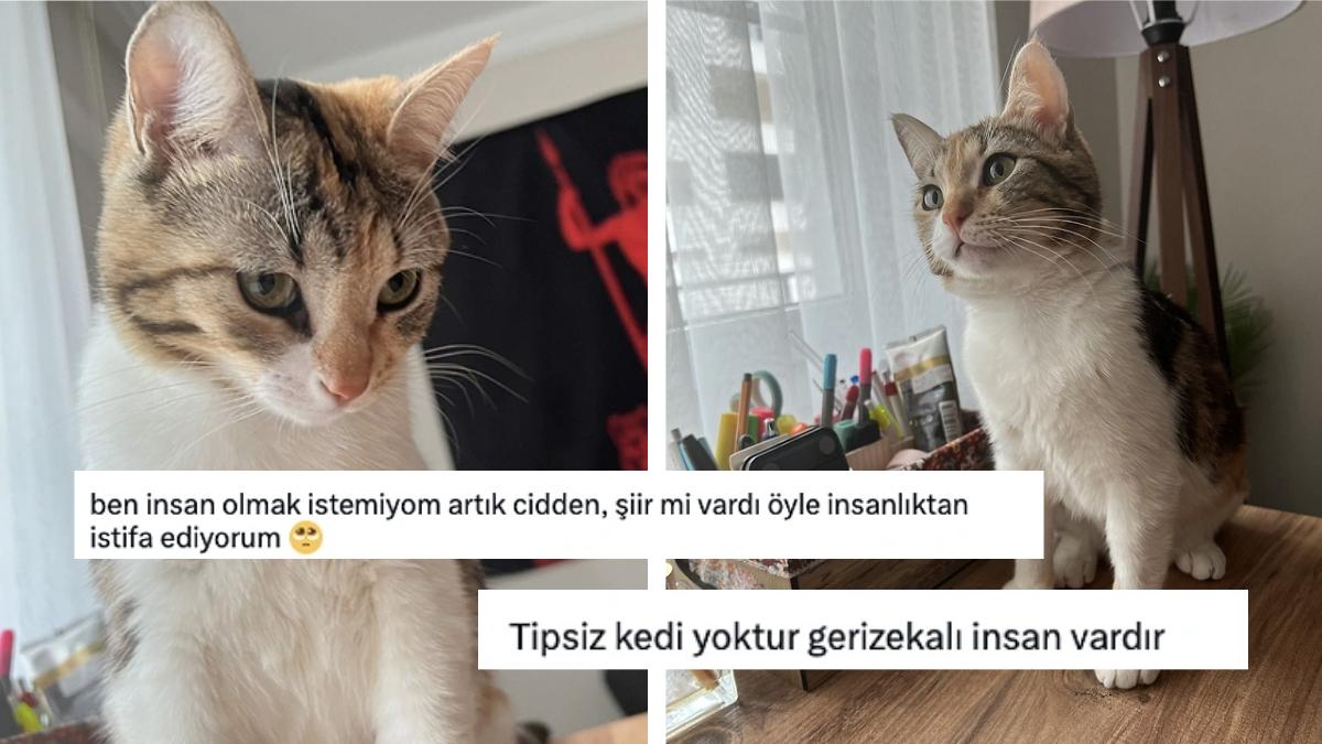 Yakışıksız Olduğu için Sahiplenildiği Yuvadan Geri Gönderilen Dünyalar Tatlısı Kedi "Mıncır" İçinizi Parçalayacak