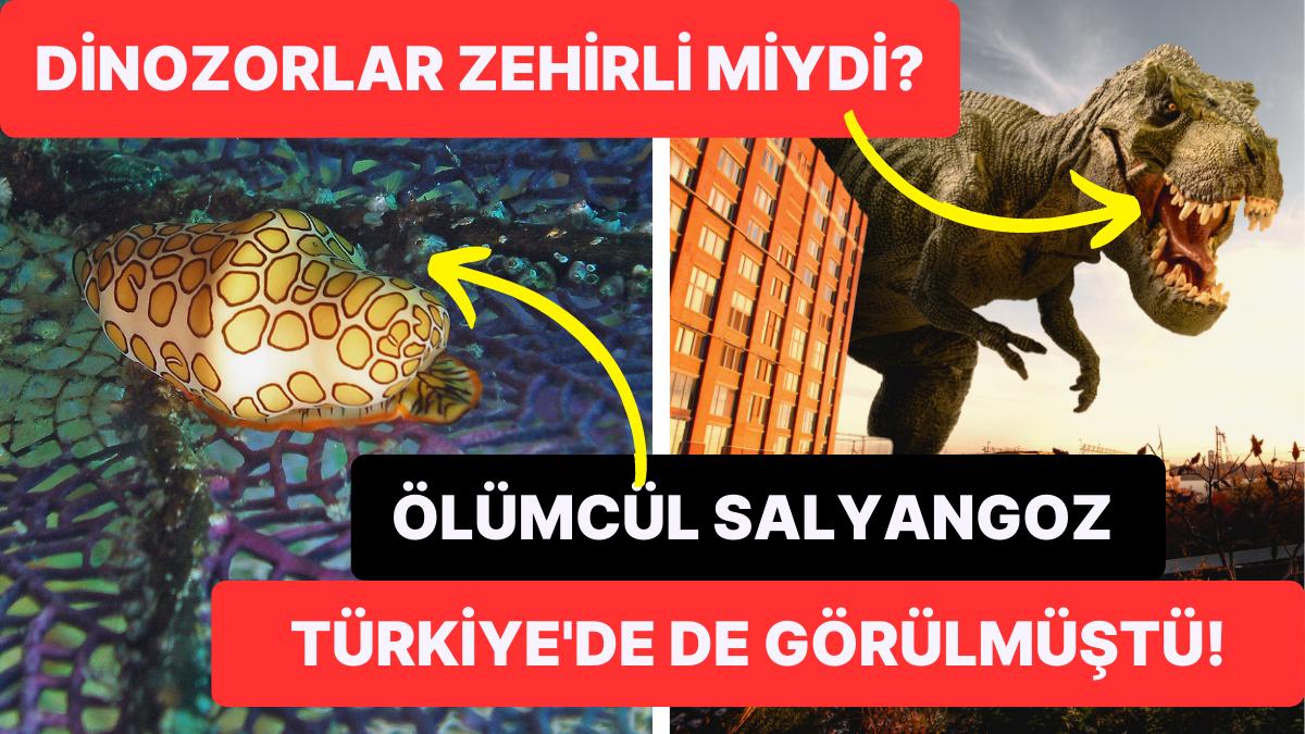 Deniz Yılanlarından Zehirli Ok Kurbağasına: Hayvanların Sahip Olduğu Zehirler Hakkında 8 Enteresan Bilgi