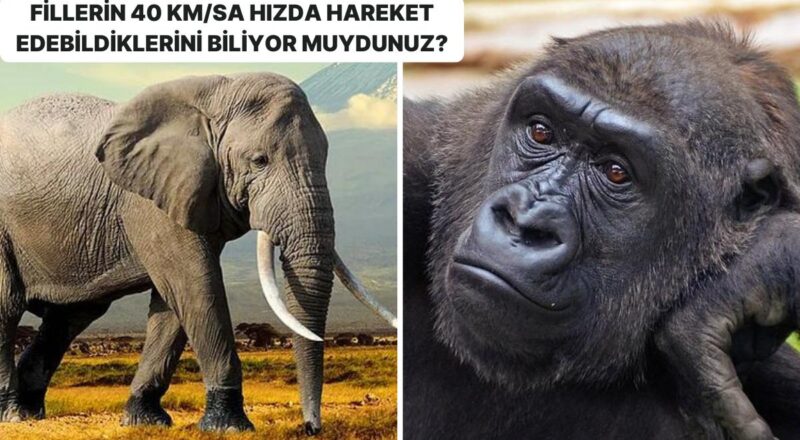 Dünyada En Süratli Hareket Edebilen 25 Canlının Hangi Hayvanlar Olduğunu Öğrenince Çok Şaşıracaksınız