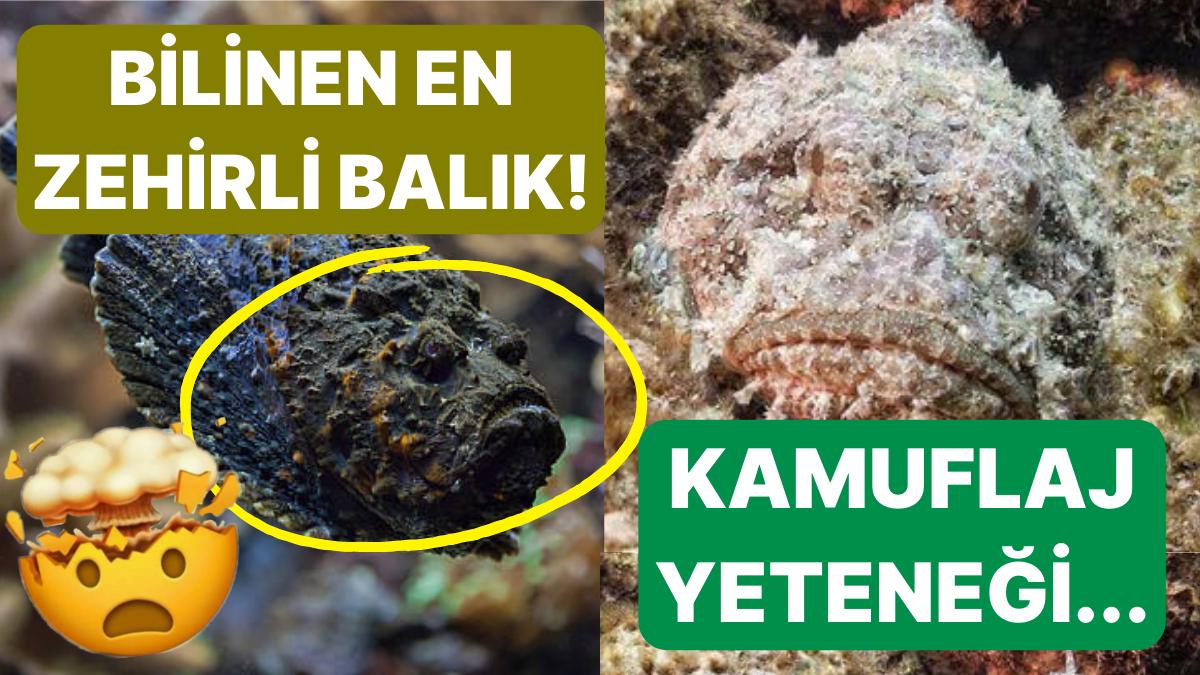 Dünyanın En Zehirli Balığı Olarak Bilinen 'Taş Balığı' Hakkında Küçük Çaplı Şok Geçirtecek Bilgiler Dünyanın En Zehirli Balığı Olarak Bilinen 'Taş Balığı' Hakkında Küçük Çaplı Şok Geçirtecek Bilgiler