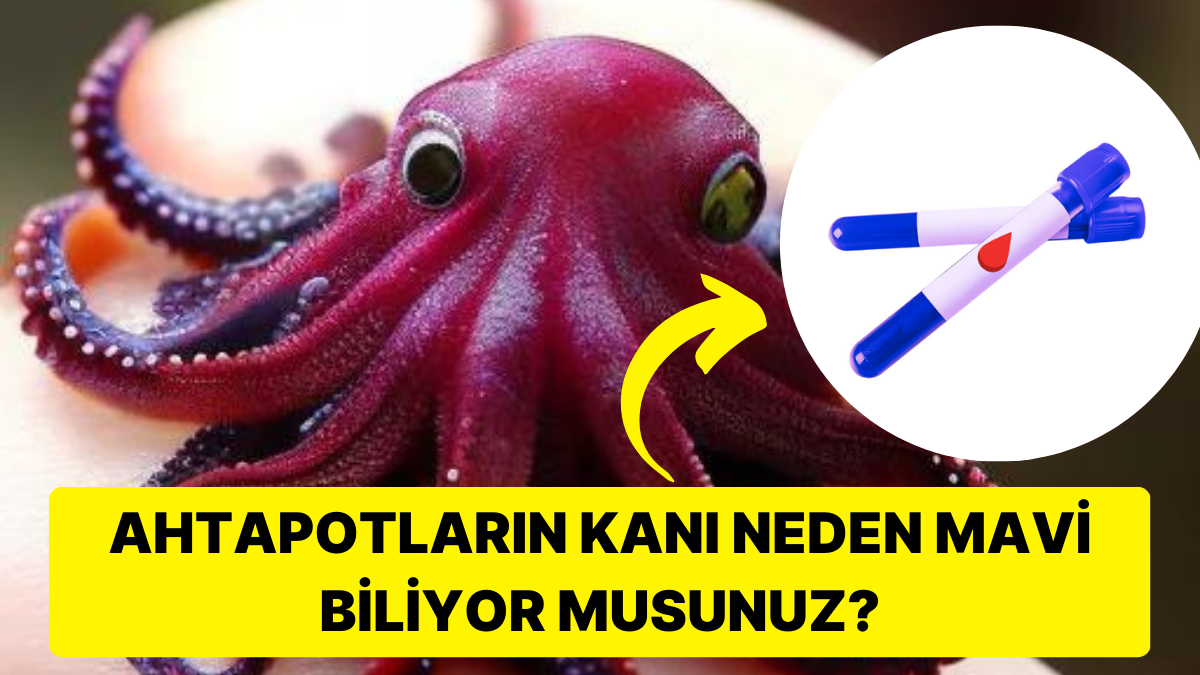 Hepimizin Damarlarında Dolaşan Kanın Aslında Farklı Renklerde Olabileceğini Biliyor muydunuz? Hepimizin Damarlarında Dolaşan Kanın Aslında Farklı Renklerde Olabileceğini Biliyor muydunuz?