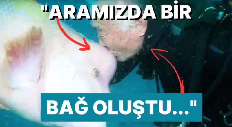 Japon Dalgıç ve Balığın 30 Yıllık Arkadaşlığı Göz Yaşınızı Pıt Diye Döküp Duygulandıracak!