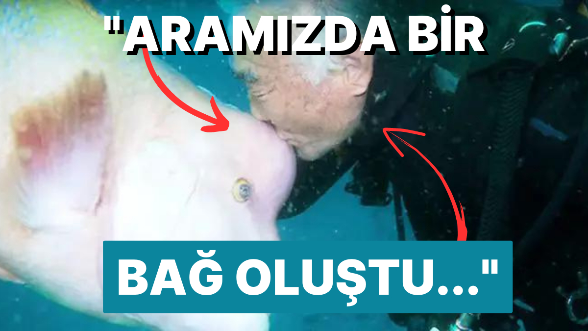 Japon Dalgıç ve Balığın 30 Yıllık Arkadaşlığı Göz Yaşınızı Pıt Diye Döküp Duygulandıracak! Japon Dalgıç ve Balığın 30 Yıllık Arkadaşlığı Göz Yaşınızı Pıt Diye Döküp Duygulandıracak!