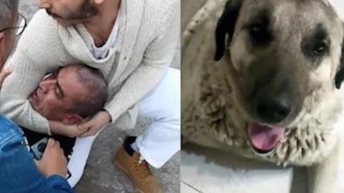 Köpeğe Tecavüz Eden Fırıncı Tutuklandı: 'Sıcak Olduğundan Çıplak Yatıyordum' Köpeğe Tecavüz Eden Fırıncı Tutuklandı: 'Sıcak Olduğundan Çıplak Yatıyordum'
