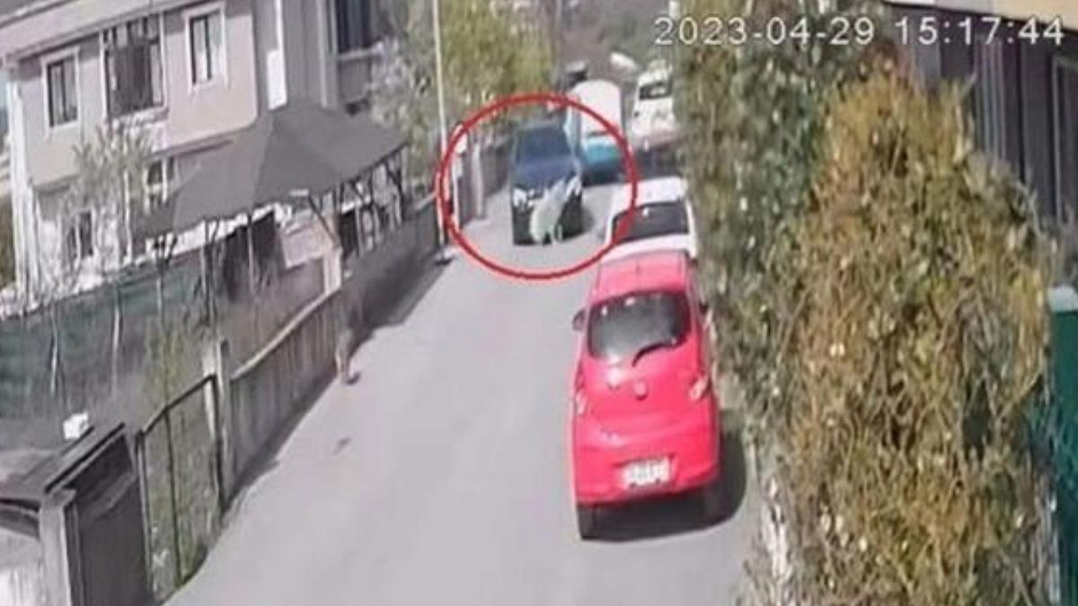 Köpeği Göz Nazaran Göre Ezen Şoför Özgür Bırakıldı Köpeği Göz Nazaran Göre Ezen Şoför Özgür Bırakıldı