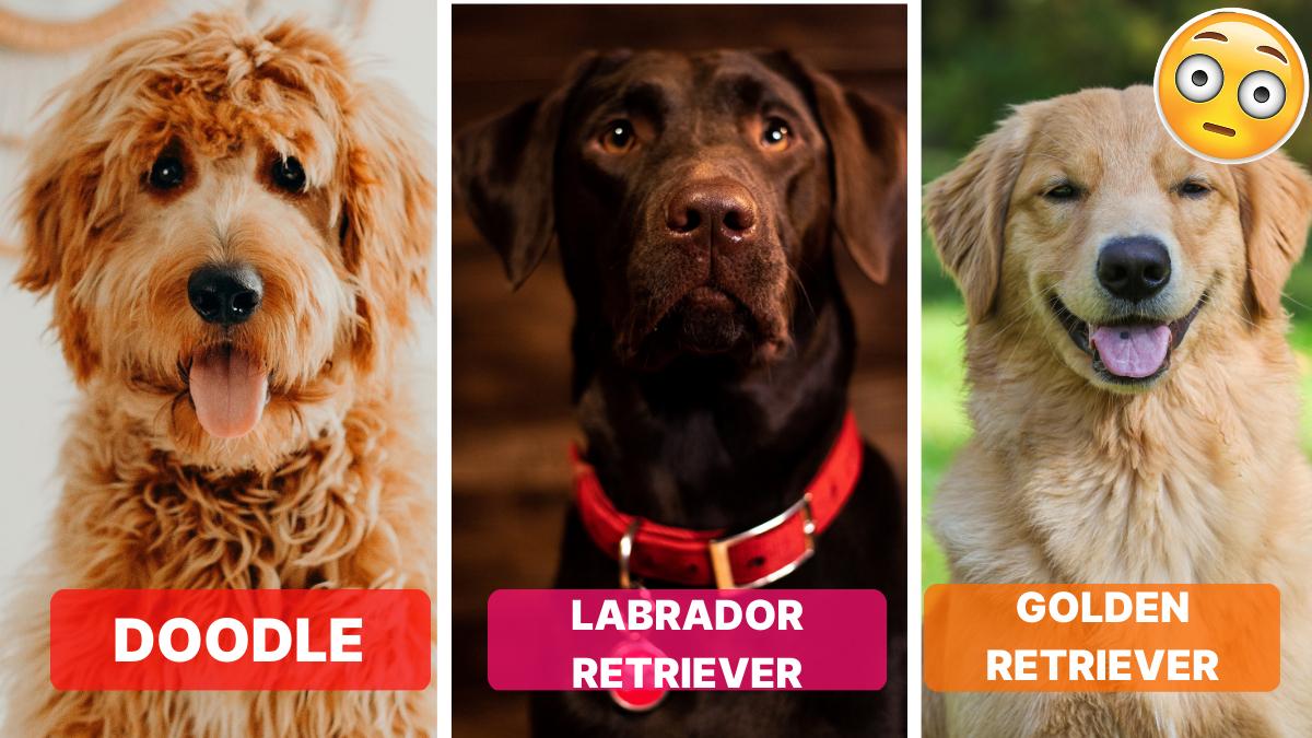 Köpek Sahiplenmeyi Düşünenler Buraya! Eğitilmesi En Kolay Köpek Cinsleri Hangileridir? Köpek Sahiplenmeyi Düşünenler Buraya! Eğitilmesi En Kolay Köpek Cinsleri Hangileridir?