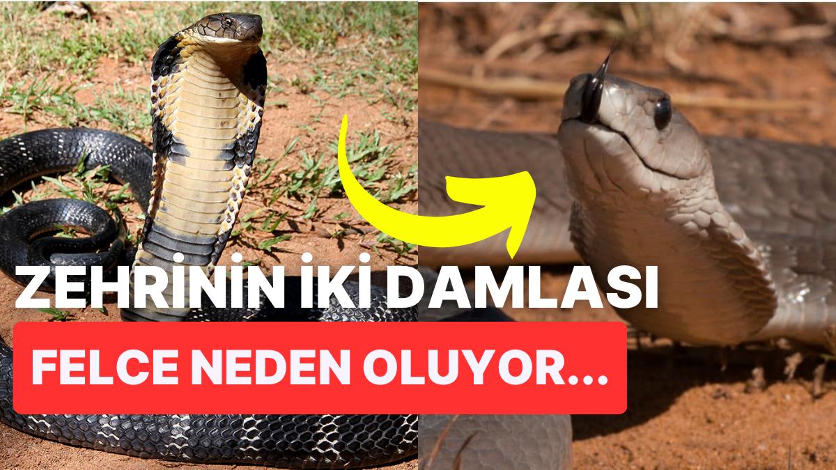 Yırtıcı Tabiatın Tehlikeli Yüzünü Gözler Önüne Seren Dünyanın En Ölümcül Yılanları Yırtıcı Tabiatın Tehlikeli Yüzünü Gözler Önüne Seren Dünyanın En Ölümcül Yılanları