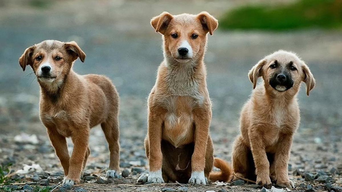 17 Köpek Ağaca Asılı Halde Bulunmuştu: 'Bu Büsbütün Psikopatlık' 17 Köpek Ağaca Asılı Halde Bulunmuştu: 'Bu Büsbütün Psikopatlık'