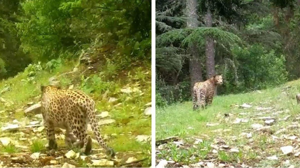 Anadolu Leoparı Yine Görüntülendi!