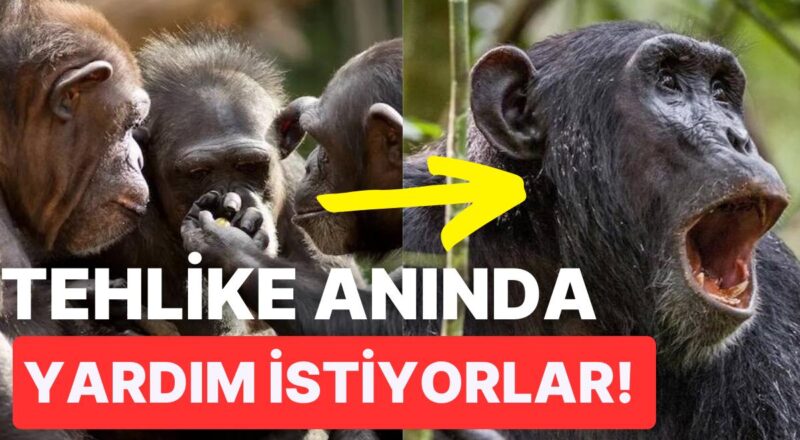 Bilim İnsanları Şempanzelerin İlkel Bir Lisana Sahip Olduğunu Keşfetti!