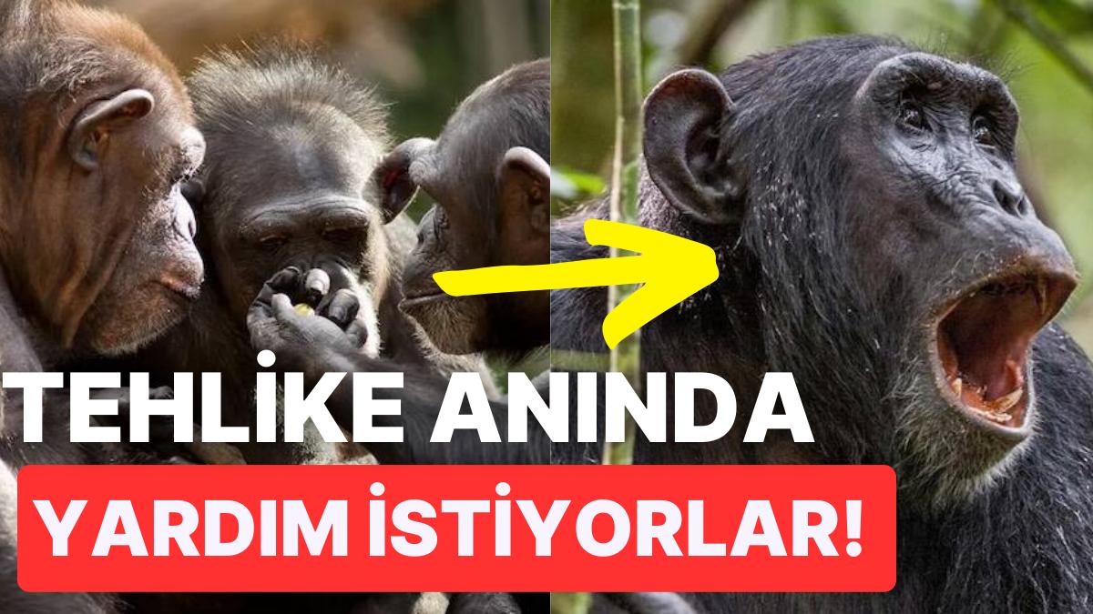 Bilim İnsanları Şempanzelerin İlkel Bir Lisana Sahip Olduğunu Keşfetti! Bilim İnsanları Şempanzelerin İlkel Bir Lisana Sahip Olduğunu Keşfetti!