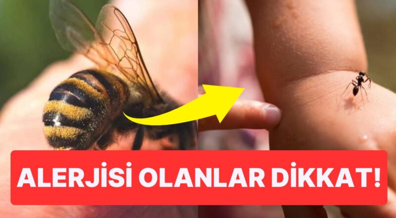 Böceklerden Örümceklere...Yaz Aylarında Artan Isırılma Olaylarında Yapmanız Gerekenler