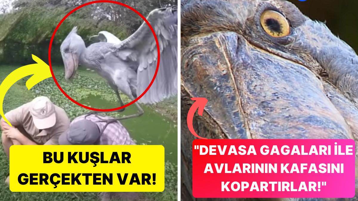 Dinozor Sinemalarından Fırlamış Üzere Gözüken Büyüleyici ve Müthiş Görünümlü Shoebill Kuşları! Dinozor Sinemalarından Fırlamış Üzere Gözüken Büyüleyici ve Müthiş Görünümlü Shoebill Kuşları!