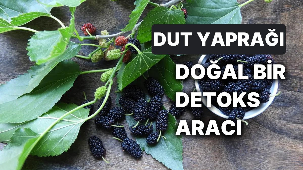 Dut Yaprağının Yararları Nelerdir? Bedeninizi Şifa İle Dolduracak Dut Yaprağıyla Cilt Bakımı Nasıl Yapılır?