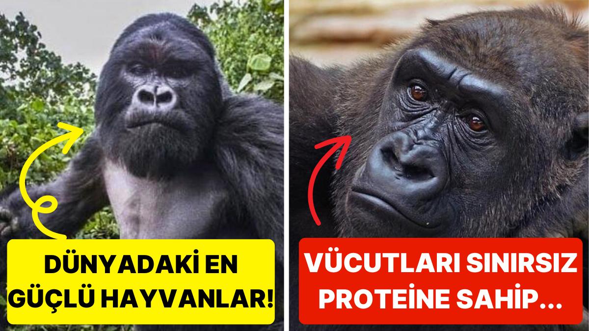 Goriller Nasıl Oluyor da Yalnızca Bitki ve Böcek Yiyerek Bu Kadar Kaslı Kalabiliyor?