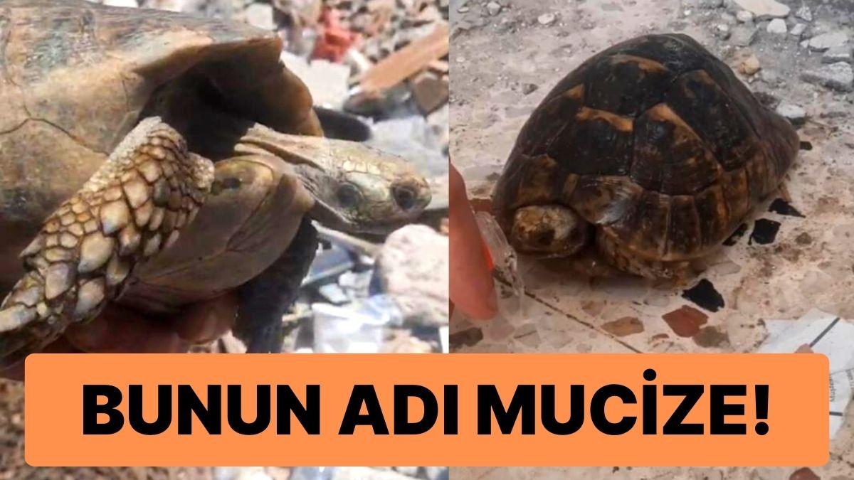 Hatay'da Mucize: Sarsıntıdan 120 Gün Sonra Enkazdan Canlı Çıktı Hatay'da Mucize: Sarsıntıdan 120 Gün Sonra Enkazdan Canlı Çıktı