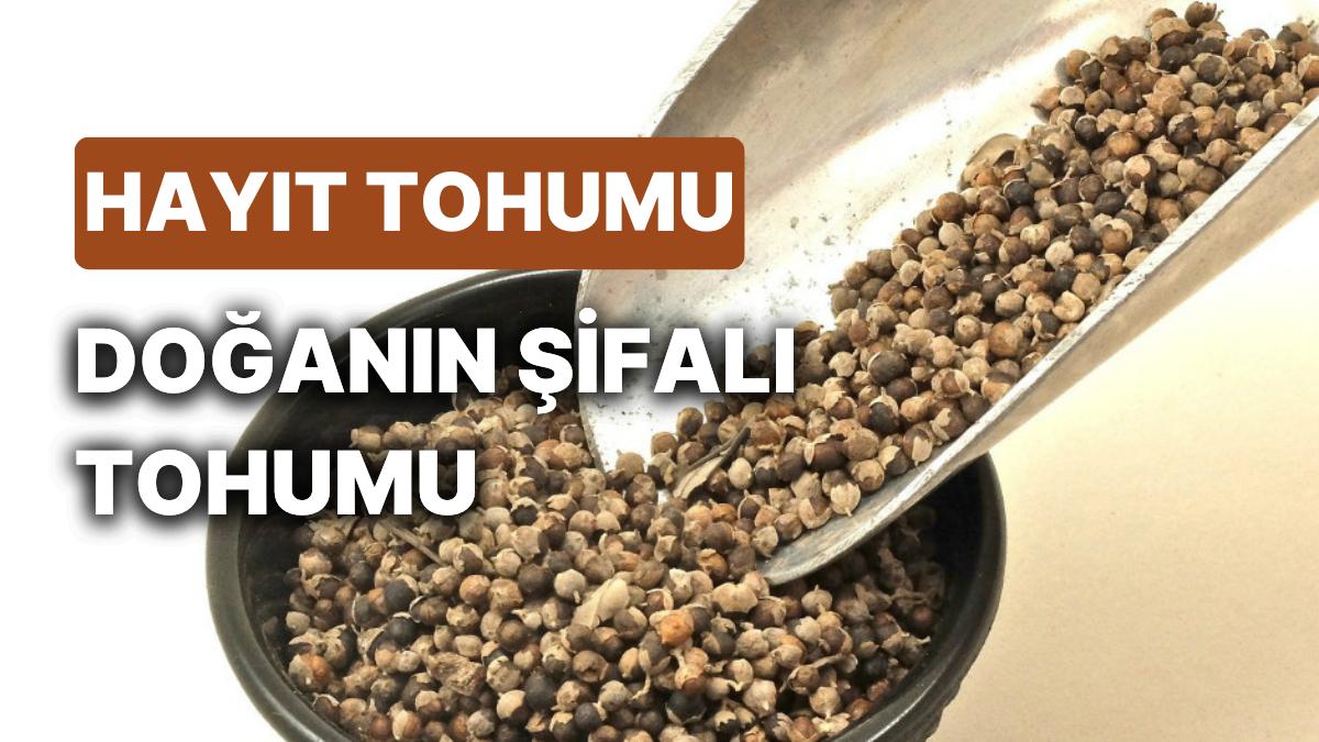 Hayıt Tohumu Yararları Nelerdir? Hayıt Tohumu Çayı Nasıl Hazırlanır ve Ne İşe Fayda? Hayıt Tohumu Yararları Nelerdir? Hayıt Tohumu Çayı Nasıl Hazırlanır ve Ne İşe Fayda?