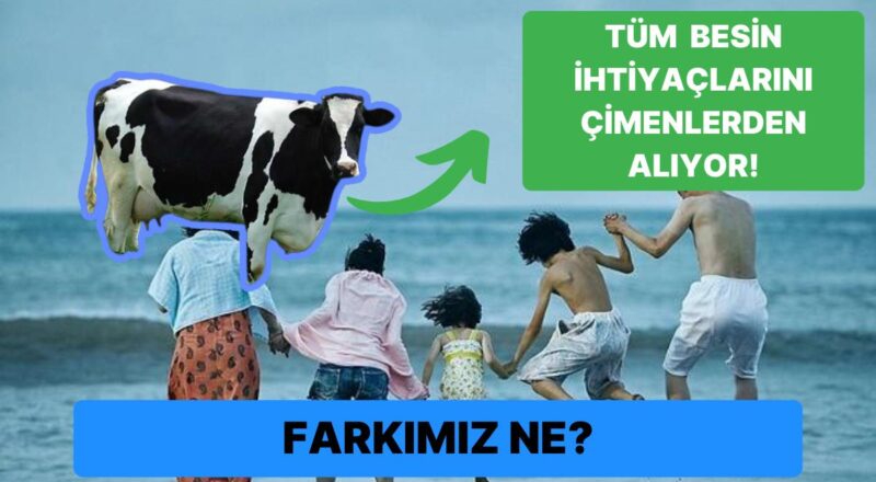 Hayvanlar Vitamin Almak İçin Az Sayıda Yiyeceğe Gereksinim Duyarken Biz Beşerler Neden Fazla Yiyeceğe Duyuyoruz?
