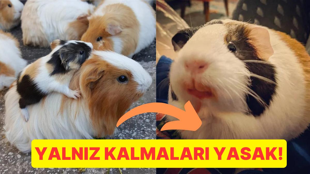 İsviçre'de Tek Bir Gine Domuzu Sahiplenmenin Yasak Olmasının Enteresan Nedenleri