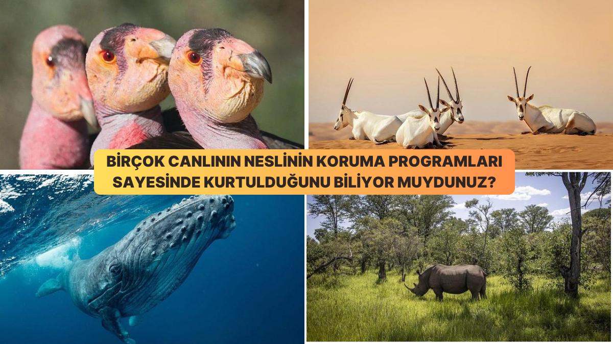 Jenerasyonları Tükenmek Üzereyken Muhafaza Programları Sayesinde Kurtarılan 25 Canlı