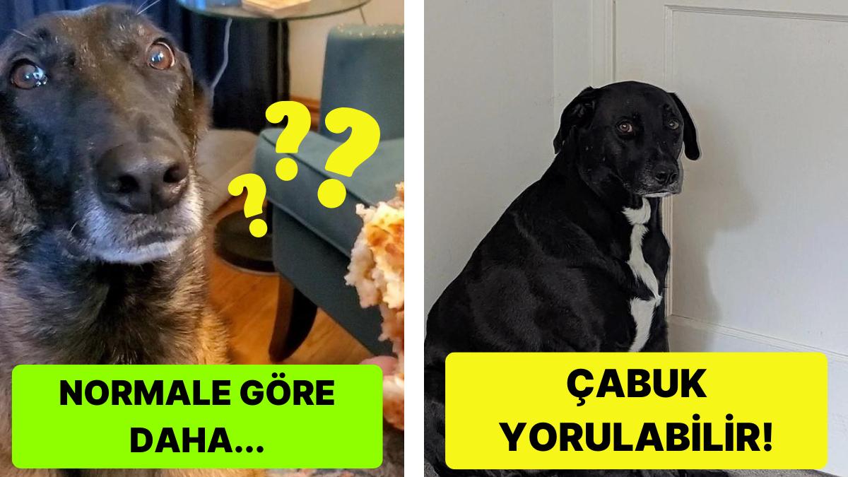 Köpeğinizin Gebe Olup Olmadığını Nasıl Anlarsınız? Köpeğinizin Gebe Olup Olmadığını Nasıl Anlarsınız?
