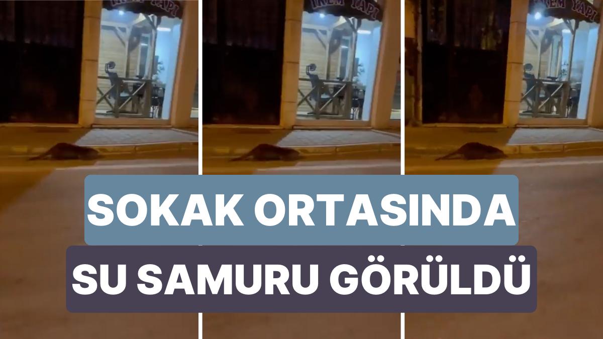 Mudanya’da Daha Evvel de Kıyıda Görülen Su Samuru Sokak Ortalarında Dolaşırken Görüntülendi