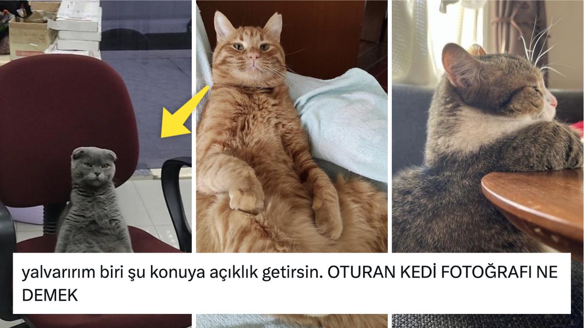 Kediler Korkudan Ölür Mü?