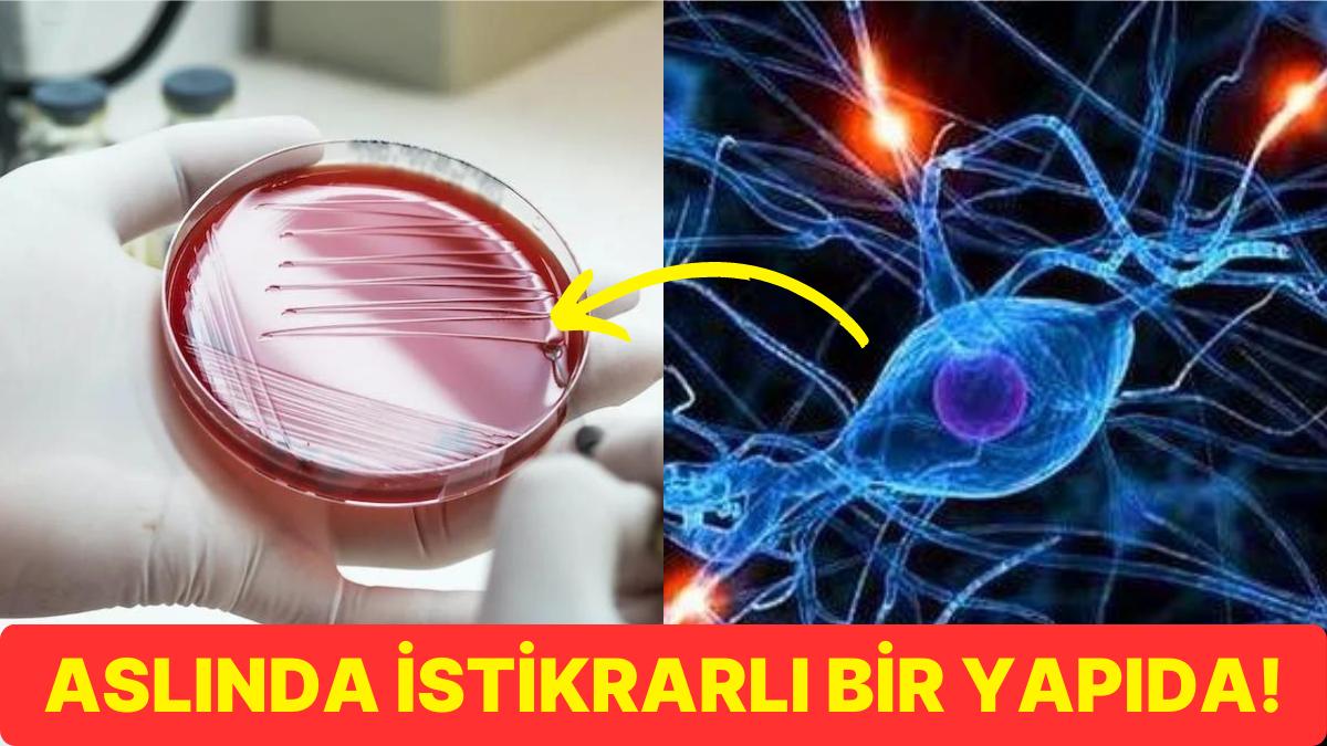 Simbiyoz Nedir ve Organizmalar Ortasındaki Bağlantıda Ne Tıp Rollere Sahiptir? Simbiyoz Nedir ve Organizmalar Ortasındaki Bağlantıda Ne Tıp Rollere Sahiptir?
