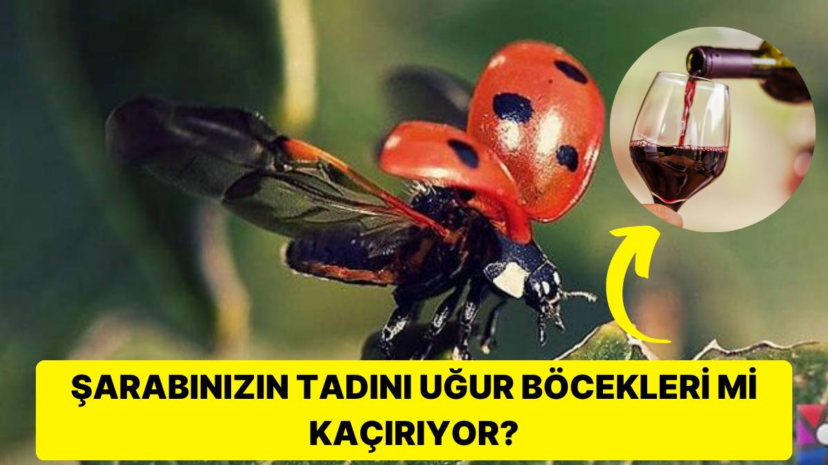 Tabiatın Büyüsünü Gizemli Kanatlarında Taşıyan Uğur Böcekleri Hakkında 14 Büyüleyici Gerçek