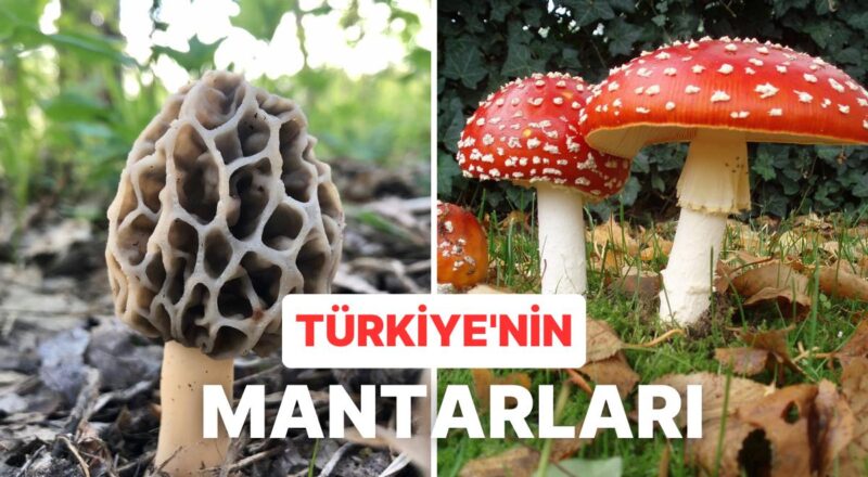 Türkiye'de Yetişen Mantar Çeşitleri ve Mantarlı Yemek Kültürü Üzerine Bilmeniz Gerekenler