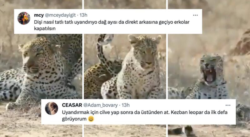 Dişi Leoparın Erkeğin İlgisini Çekmeye Çalıştığı Belgesel Kesiti Toplumsal Medyada Goygoycuların Lisanına Düştü