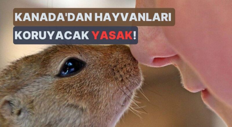 Kanada'da Kozmetik Eserlerinin Hayvanlar Üzerinde Test Edilmesi Yasaklandı