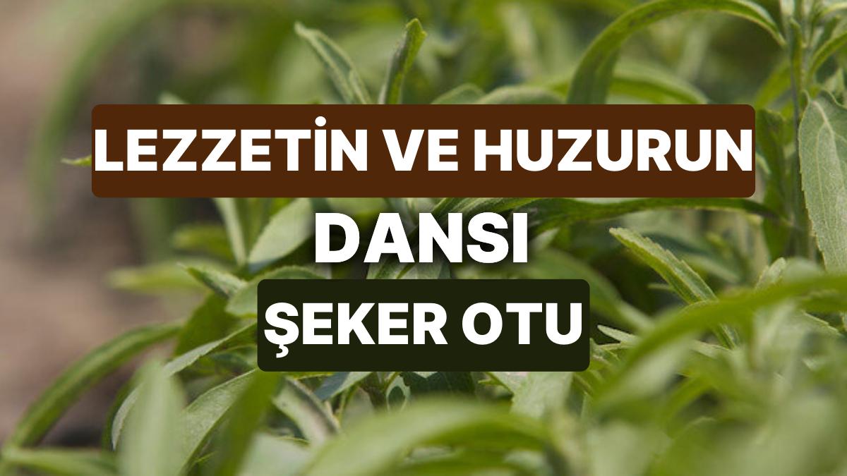 Şeker Otunun Yararları Nelerdir? Doğal ve Bitkisel Tatlandırıcı Şeker Otu Nedir?