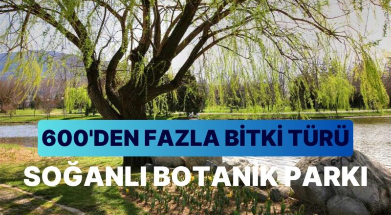 Soğanlı Botanik Parkı Seyahat Rehberi: 600'den Fazla Bitki Tipiyle Bursa'nın Gizli Cenneti Karşınızda!