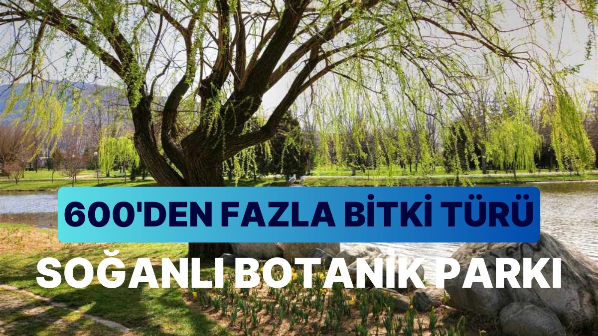 Soğanlı Botanik Parkı Seyahat Rehberi: 600'den Fazla Bitki Tipiyle Bursa'nın Gizli Cenneti Karşınızda!