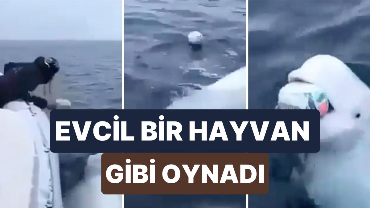 Teknedeki Bir Adamla Evcil Bir Hayvan Üzere Oyun Oynayan Beyaz Balinanın İçinizi Isıtacak İmajları Teknedeki Bir Adamla Evcil Bir Hayvan Üzere Oyun Oynayan Beyaz Balinanın İçinizi Isıtacak İmajları